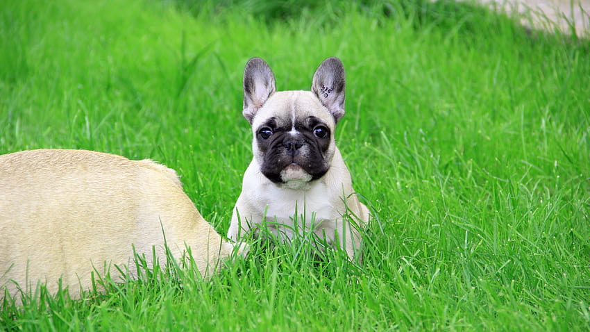 Bulldog for your or mobile screen and easy to, aesthetic french bulldog HD wallpaper