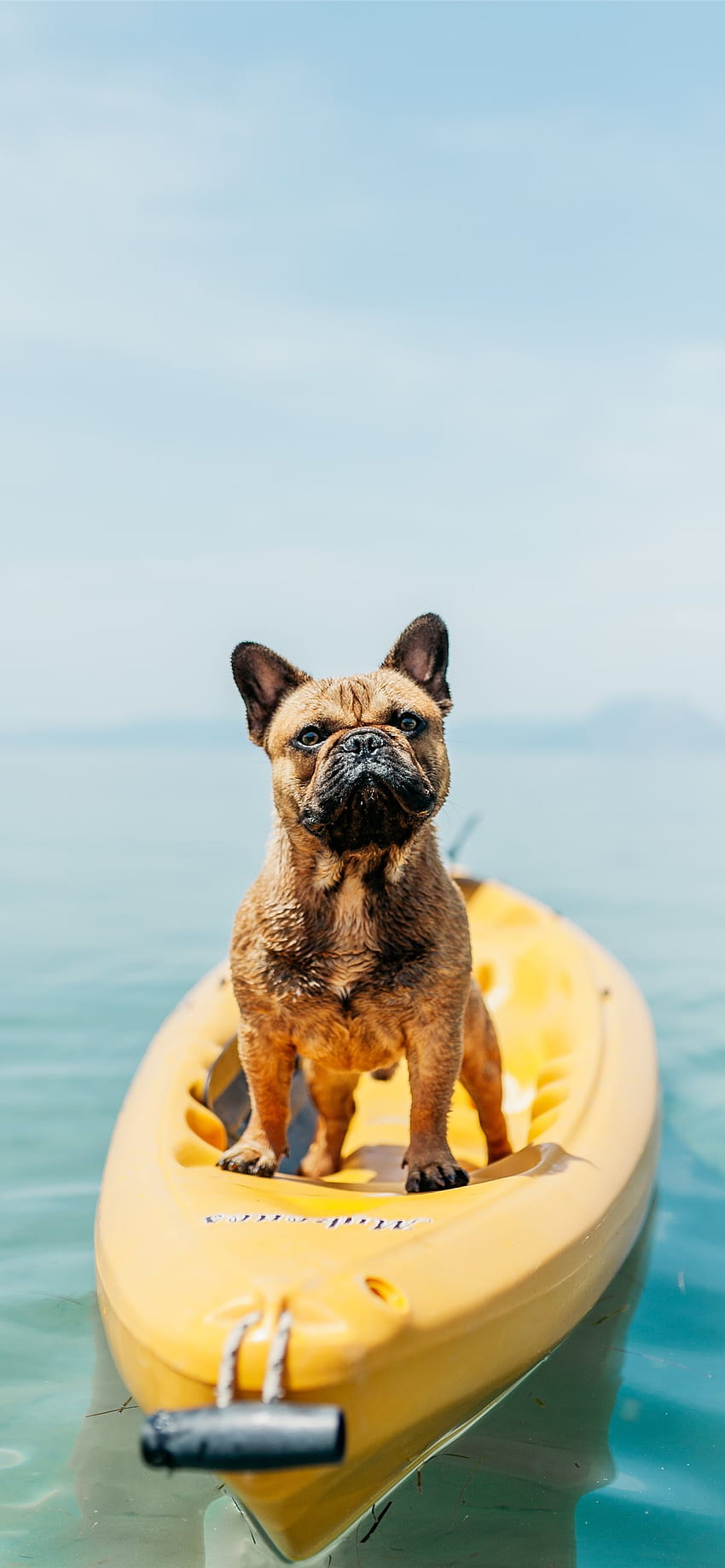 adult brown French bulldog standing on kayak iPhone, doggie summer iphone HD phone wallpaper