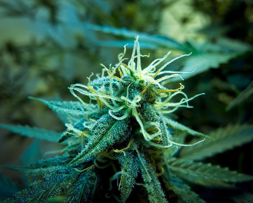4 Weed Tumblr, tumblr cannabis HD wallpaper