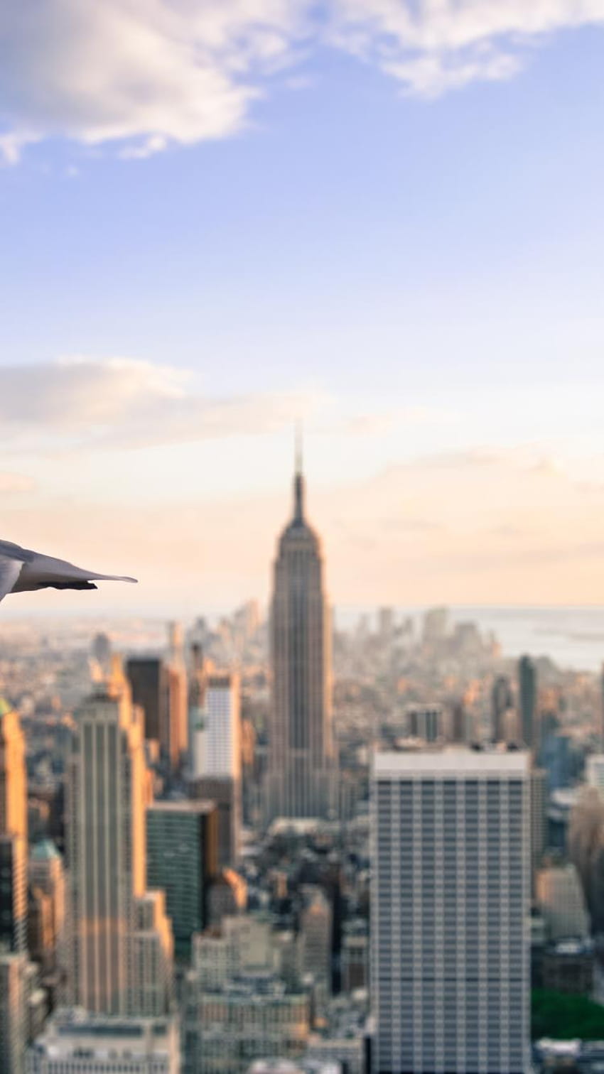 Chrysler building new york city architecture cityscapes seagulls, nexus 5 chrysler building HD phone wallpaper