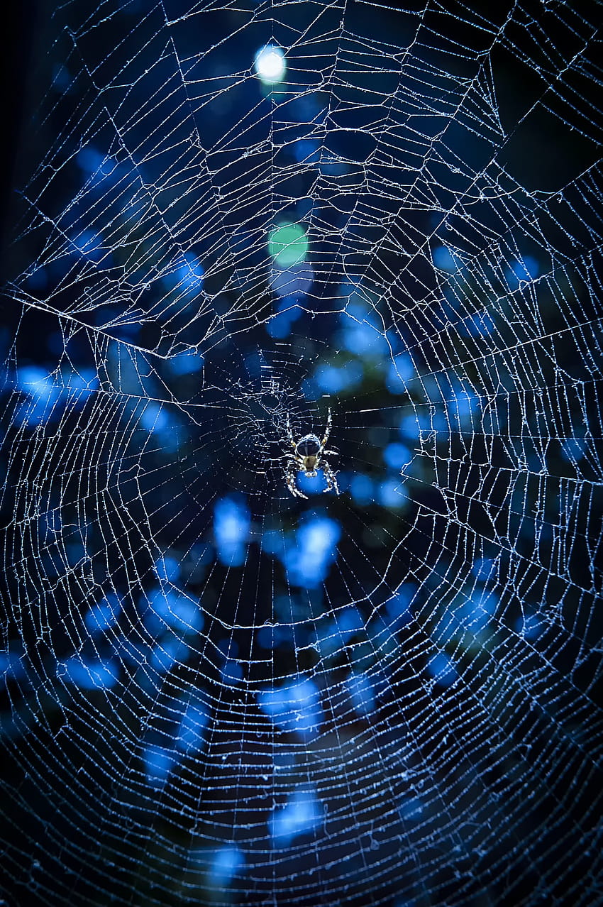 100 蜘蛛の巣、蜘蛛の巣 HD電話の壁紙