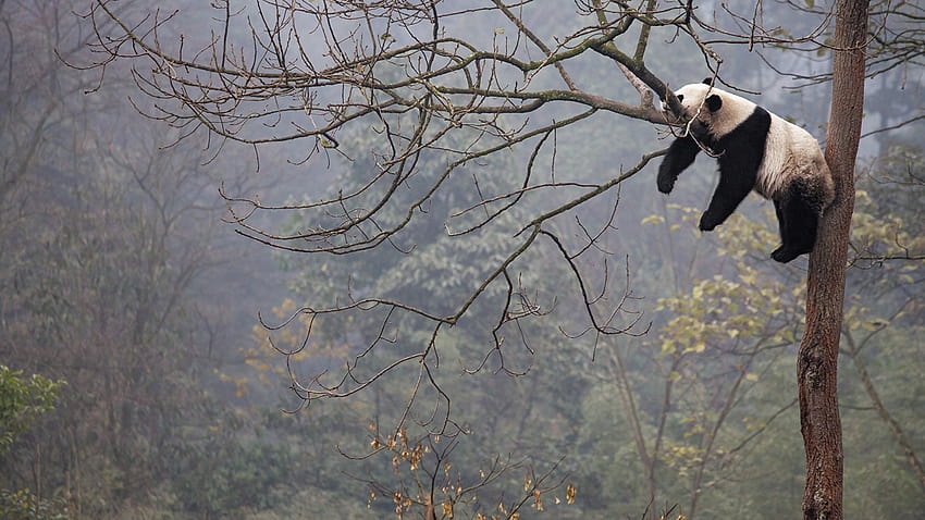 Pandas Lying down Sleep Trunk tree 1920x1080, sleeping panda HD wallpaper