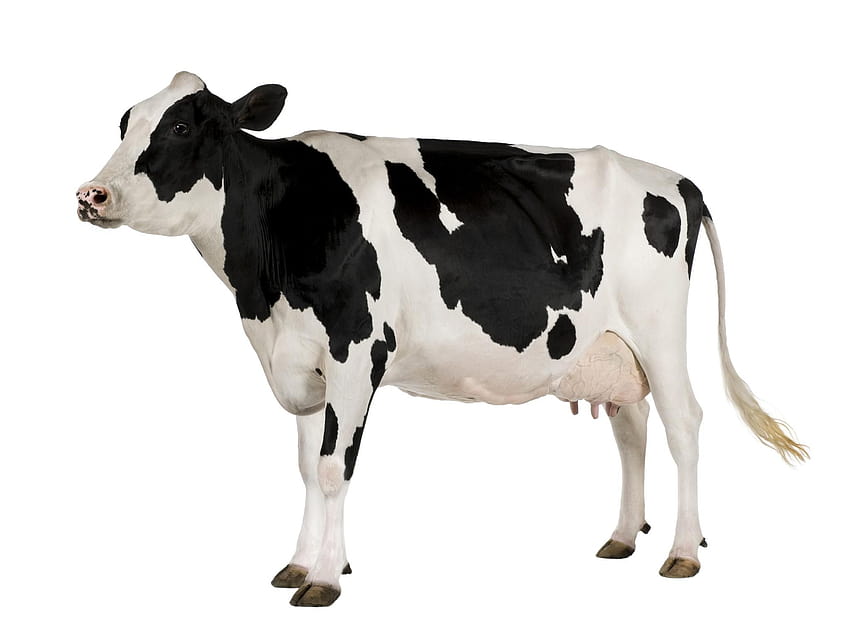 Vaca Png & Cow .png Transparente, vaca frisiana holstein papel de parede HD