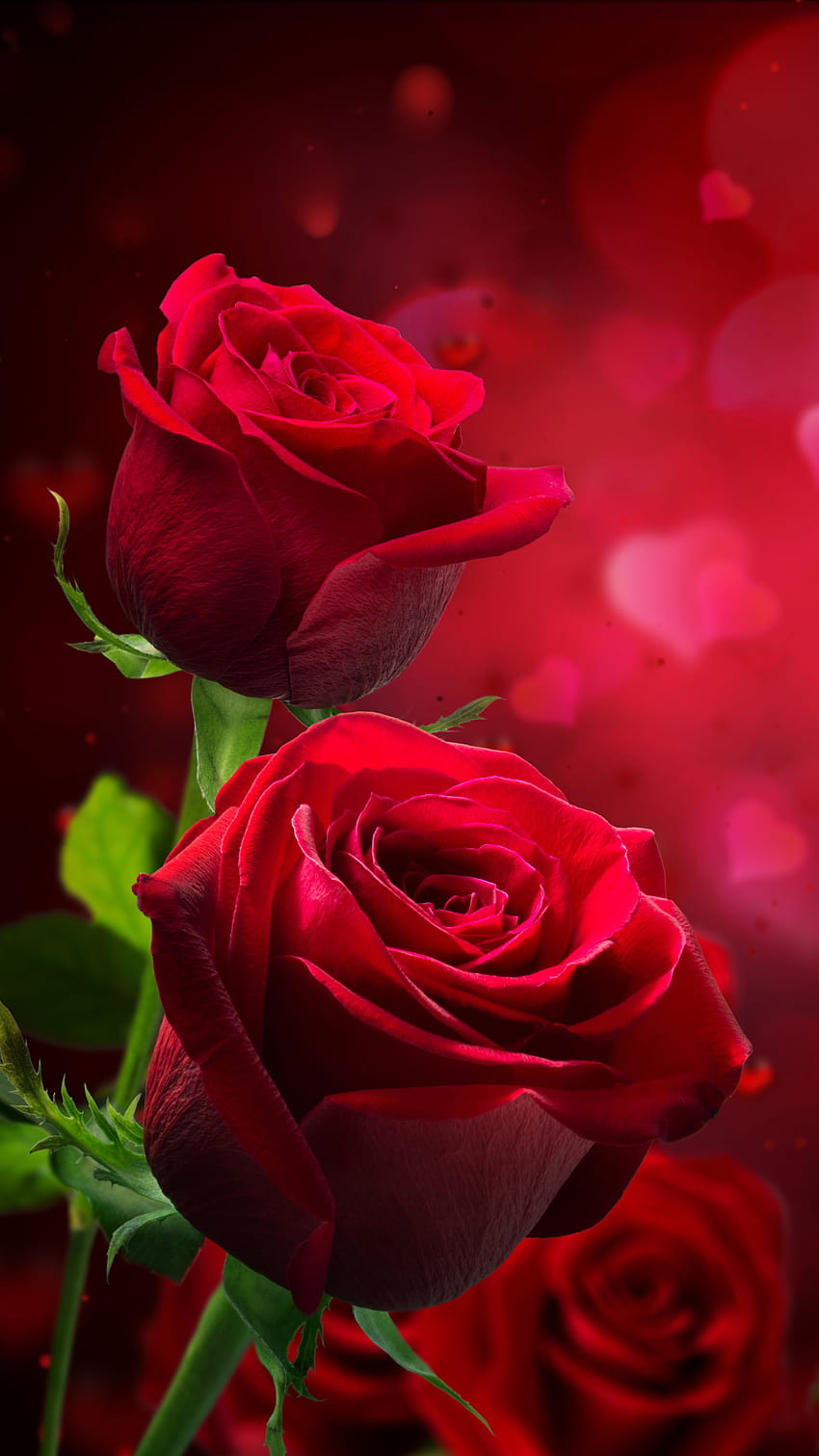 Earth/Rose, mobile red rose flowers HD phone wallpaper | Pxfuel