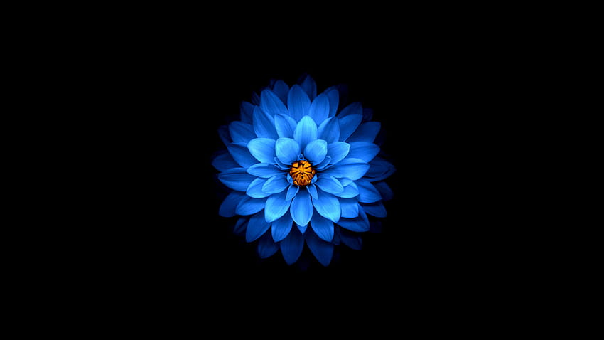 Lotus Blue U, kwiat lotosu ultra Tapeta HD