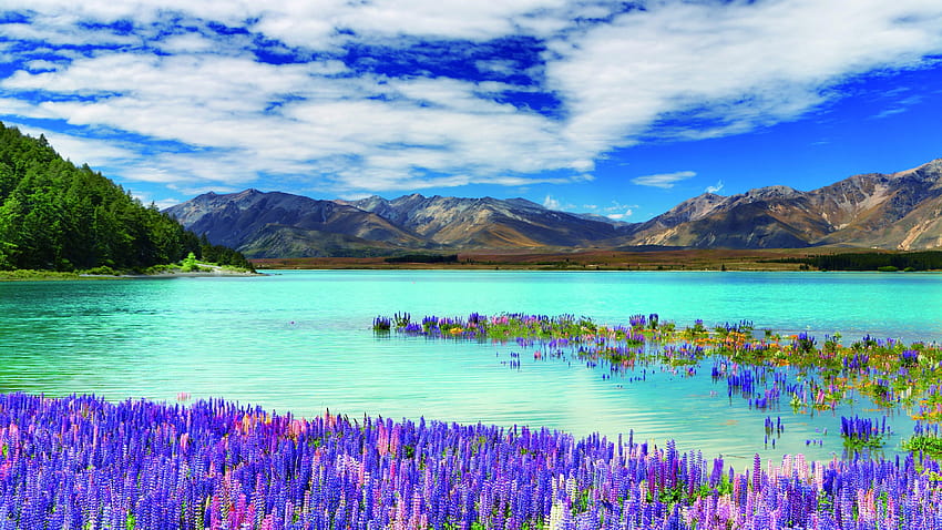 New Zealand, river, mountains, flowers, clouds, mountain clouds river HD wallpaper
