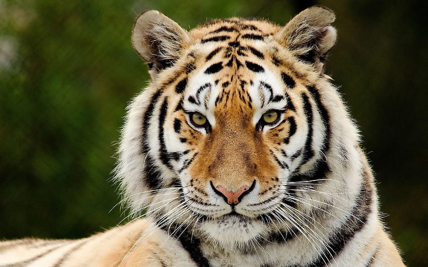 3840x2400 Тигър, Хищник, Голяма котка, Лице, Очи, ядосани тигрови очи HD тапет