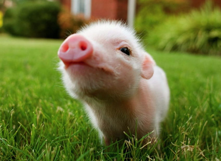 Cute Baby Pigs ... wskazówka, świnie słodkie Tapeta HD