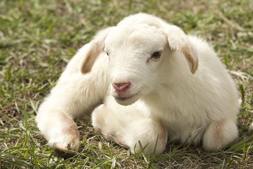 828192 Title Cute Baby Lamb Animal Sheep Lamb Baby, baby sheep HD wallpaper