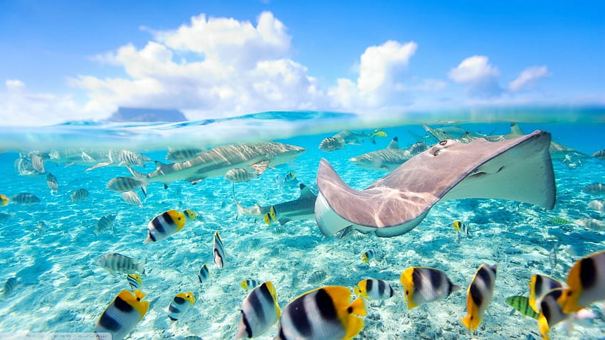 Fisch, Meer, Geteilte Sicht, Stachelrochen, Bora Bora /, Bora Bora Computer HD-Hintergrundbild