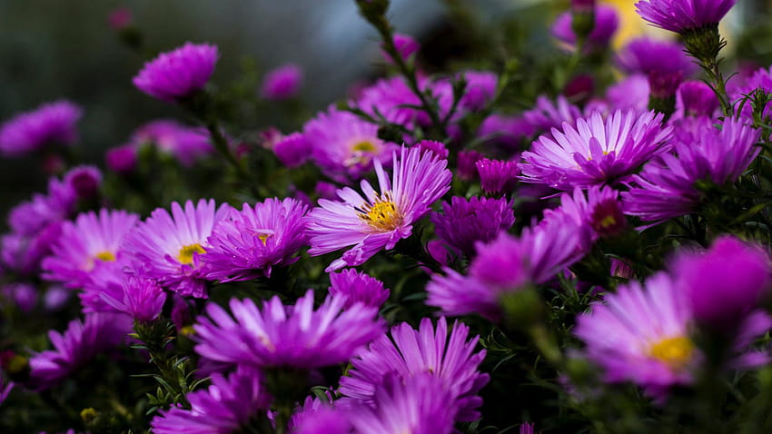 Градински растения, цъфтящи върху лилави цветя на астра Лято ултра за лаптоп, таблет, мобилни телефони и телевизор 3840x2400 : 13, лилаво ултра HD тапет