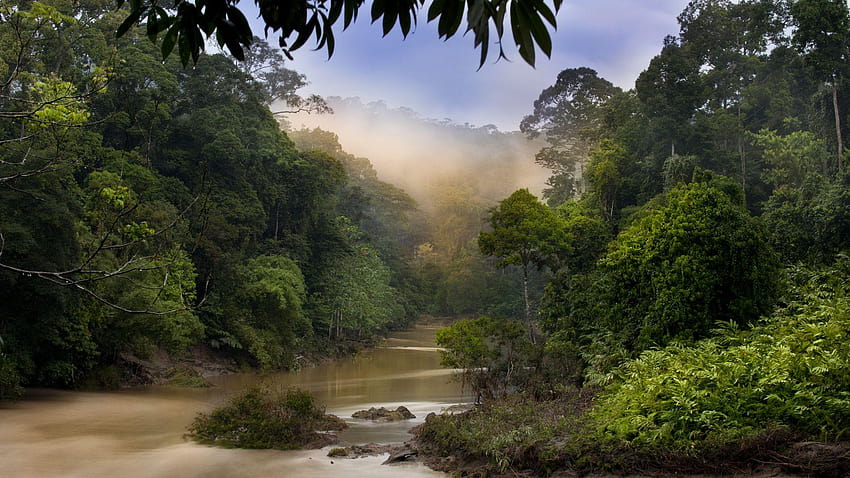 Borneo HD wallpaper