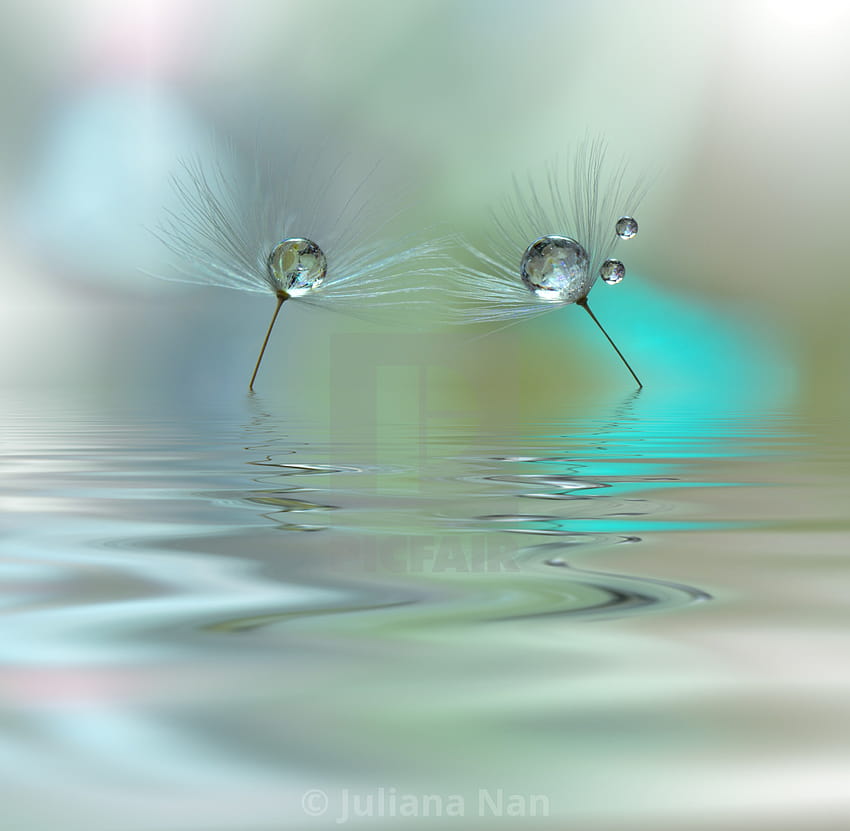 Abstract macro with water drops. Dandelion seed.Artistic Backgrounds .Pastel . HD wallpaper