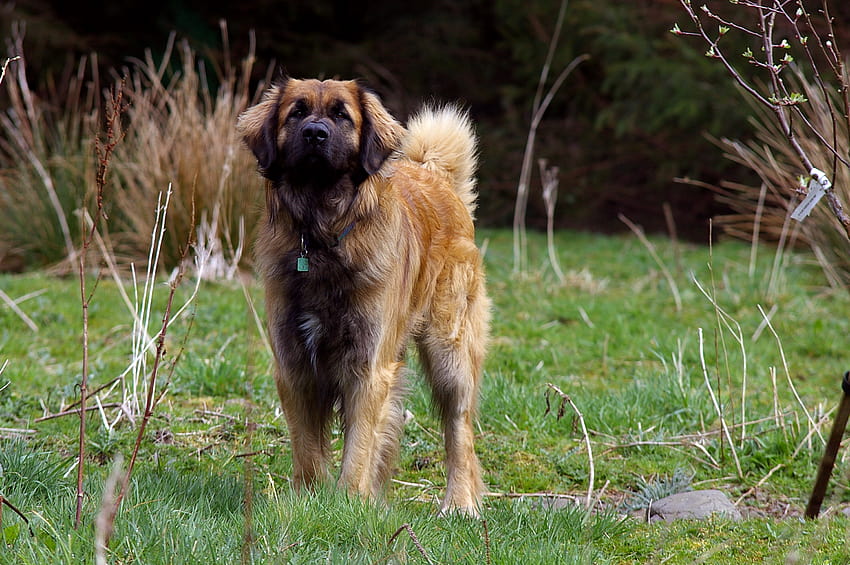 Leonberger Dog Full / and Mobile Backgrounds HD wallpaper