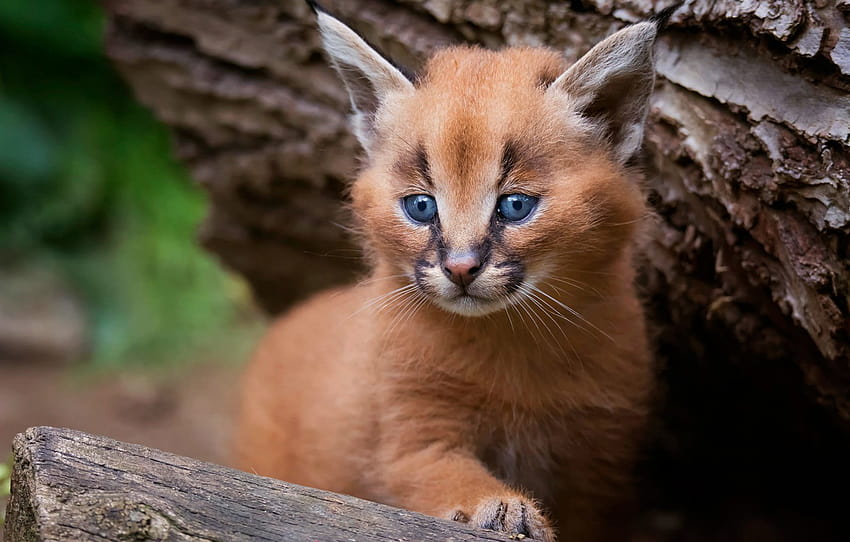 cat, look, pose, background, tree, portrait, baby, bark, kitty, lynx, face, cub, wild cat, Caracal, a small lynx, steppe lynx , section кошки, caracal cat HD wallpaper