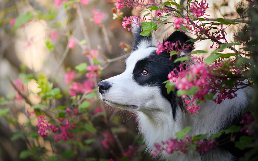Border Collie Dog, spring, close, dogs spring HD wallpaper