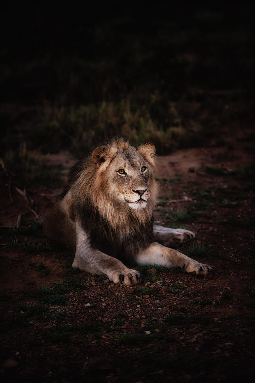 Best Lion ·, leone pericoloso Sfondo del telefono HD