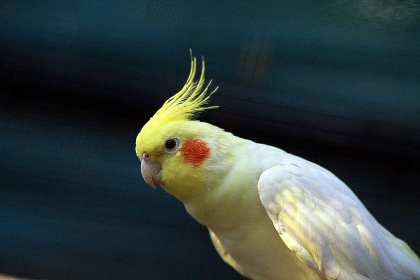 Cockatiel Cocktail Bird Hd Wallpaper Pxfuel 9440