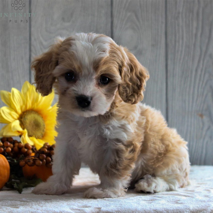 Cute Puppy in Flower Field HD Wallpaper | Schattige puppies, Puppies, Honden