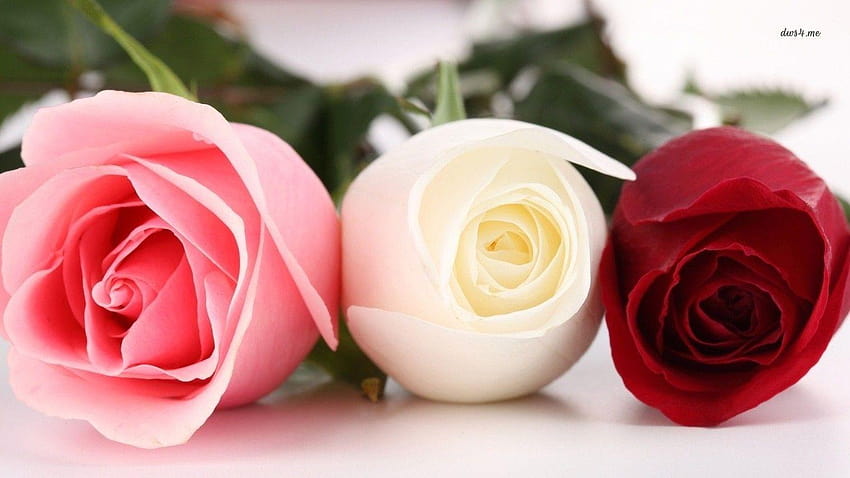 fleurs blanches et rouges, rose rouge et blanche Fond d'écran HD