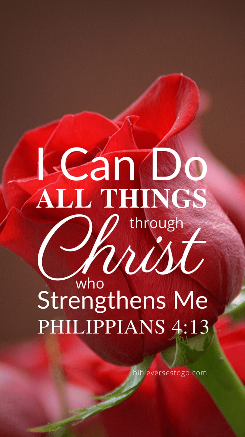 Red Rose Phil 4:13 – Bible Verses To Go, philippians 413 android HD phone wallpaper