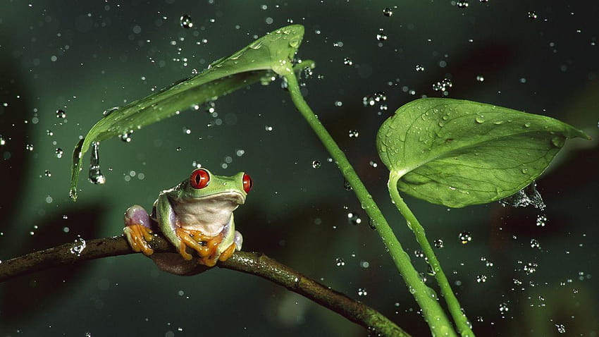 Natur Regendschungeltiere lässt Frösche Wassertropfen Makro, Amphibien HD-Hintergrundbild