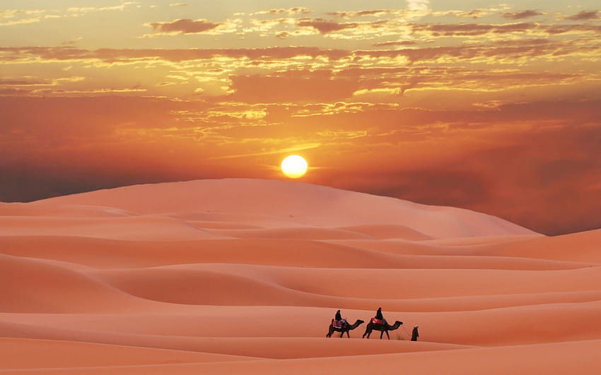 sahara, Desert, Morocco, Berber, Sunset, Camel, Sand / and Mobile Backgrounds HD wallpaper