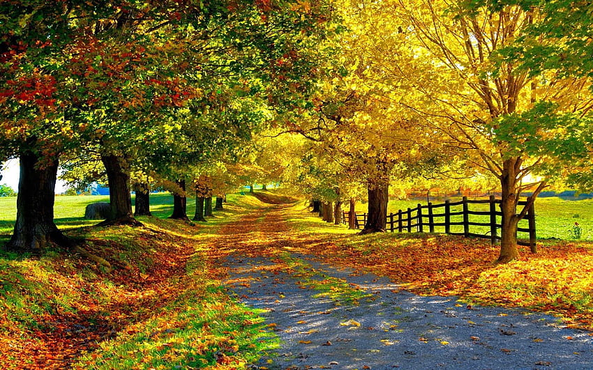 Colore dell'autunno Strada di campagna Foglie d'autunno cadute Alberi con giglio giallo verde e rosso Denver Colorado 1920x1200: 13, foglie autunnali rosse gialle verdi Sfondo HD