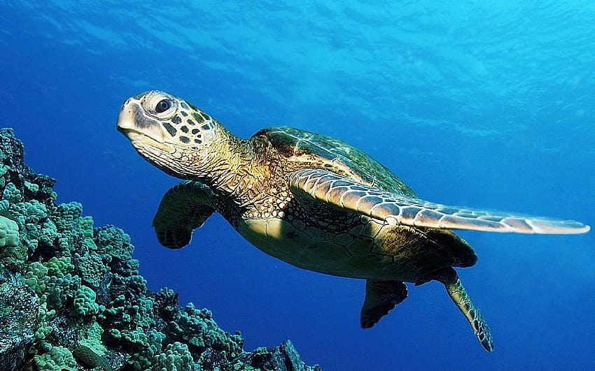 Green Sea Turtle, sea turtle pc HD wallpaper