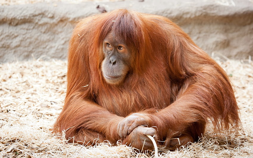 Orangutan, fat monkey HD wallpaper