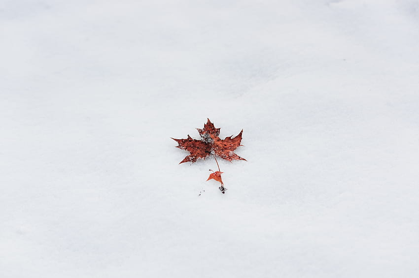 : tree, snow, winter, plant, sky, leaf, red, maple, twig, minimalist, simple, ppt backgrounds, mobile 6016x4000, winter maple HD wallpaper