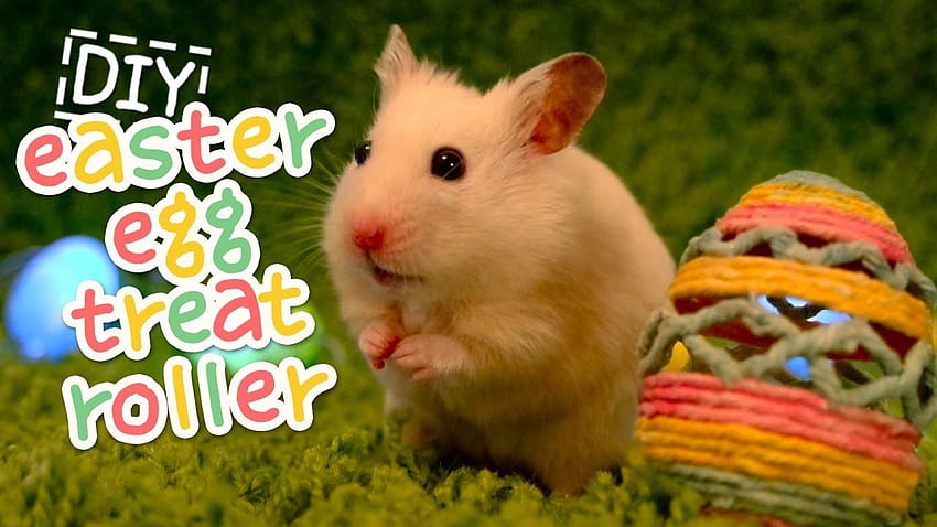 VanillaHamHam DIYs for Hamsters, easter hamsters HD wallpaper VanillaHamHam DIYs for Hamsters, easter hamsters HD wallpaper