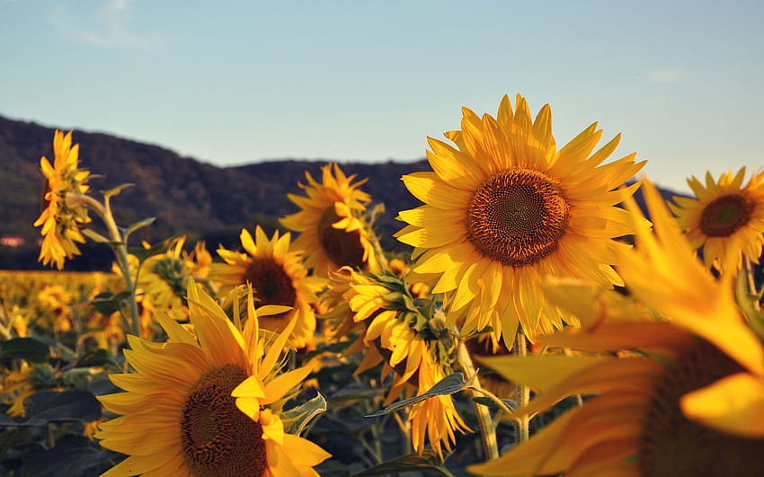 Sunflowers, aesthetic sunflower horizontal HD wallpaper