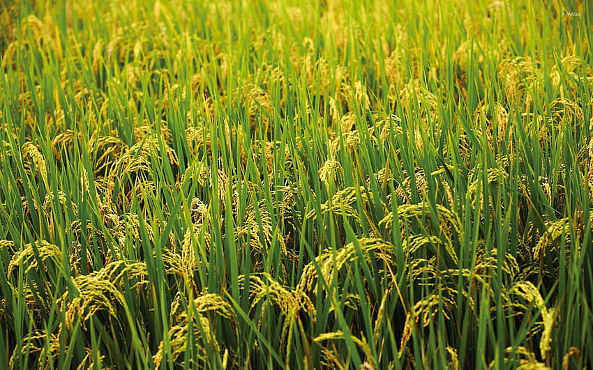 Rice field view HD wallpapers | Pxfuel