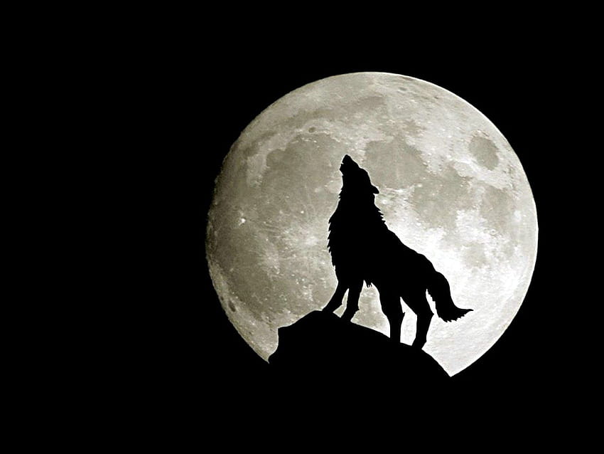 serigala bulan minimalis Wallpaper HD