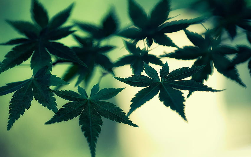 5 Stoner iPhone, cannabis tumblr HD wallpaper