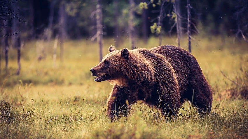 Grizzly bear Grass animal 2560x1440, bear brown grass HD wallpaper