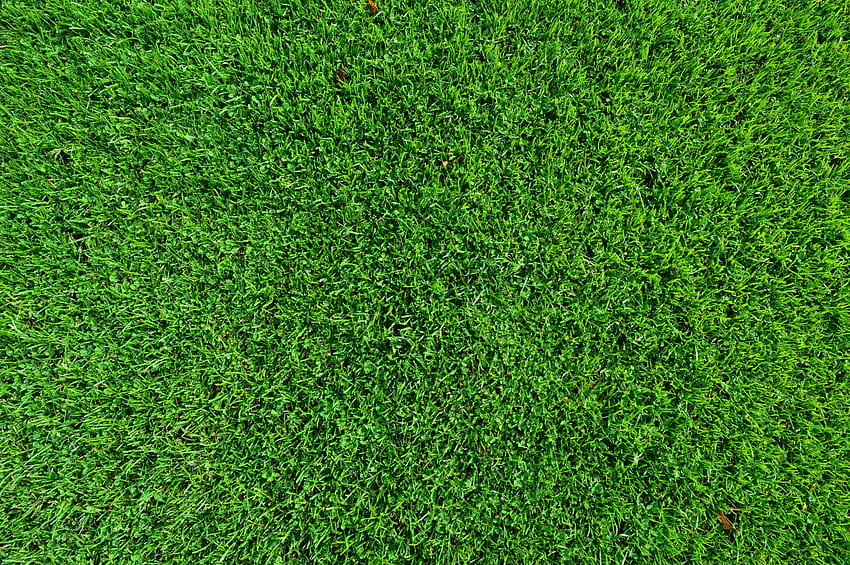 芝生の背景・芝 高画質の壁紙