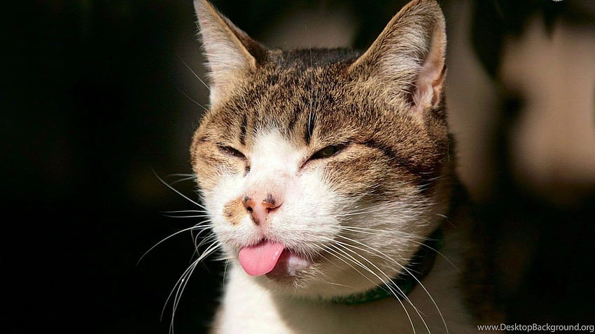 ใบหน้าแมวตลกและแมวตลกตัวนี้ทำให้พื้นหลังยิ้มหัวเราะ วอลล์เปเปอร์ HD