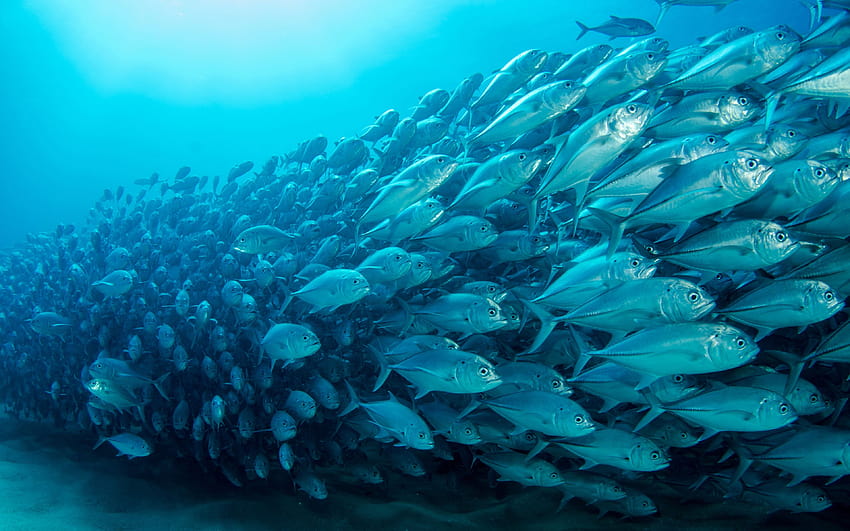 риба тон, подводен свят, океан, дива природа, стадо риби, Scombridae с резолюция 3840x2400. Високо качество HD тапет