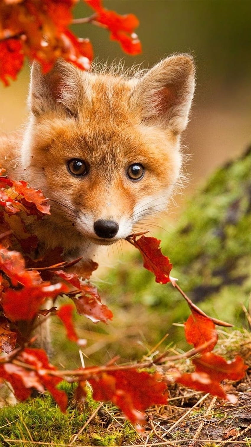 Süßer Fuchs im Herbst rote Blätter 750x1334 iPhone 8766S, süße Füchse HD-Handy-Hintergrundbild