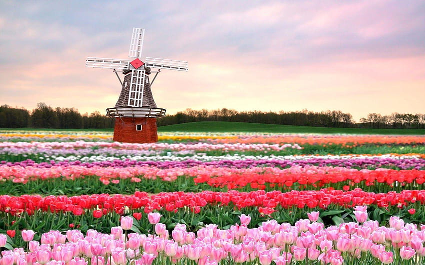 22 lente met bloemen, nederland HD wallpaper