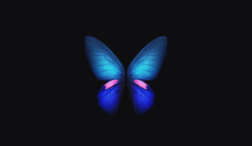 Samsung Galaxy Fold, Blue, Butterfly, Stock, Creative Graphics HD wallpaper