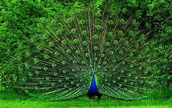 Do Peacocks Pay a Price for Beauty?