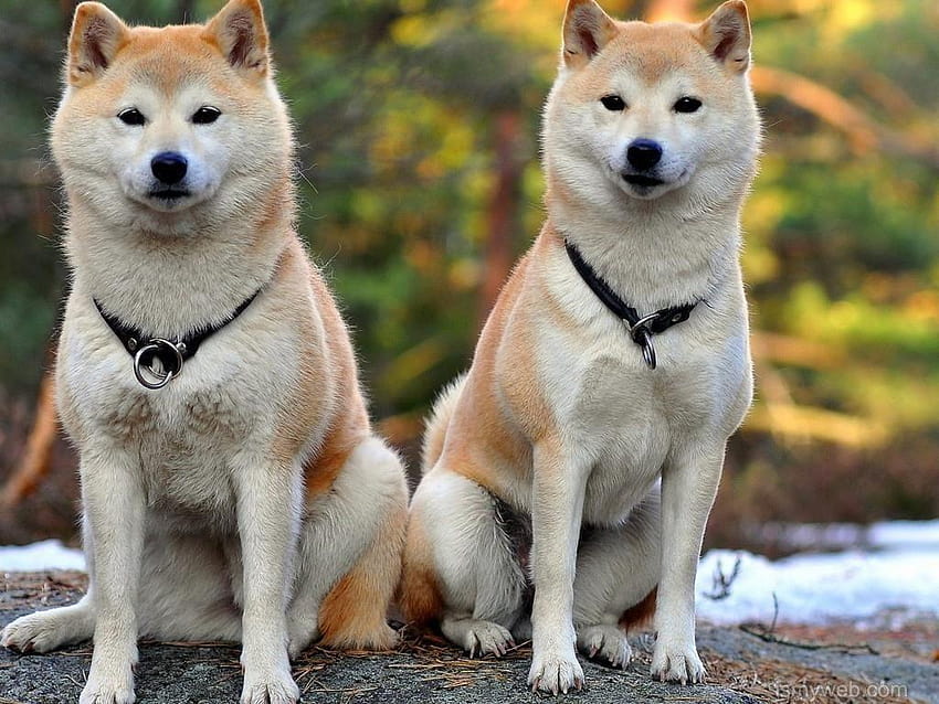Japon Akita köpekleri 5, akita inu HD duvar kağıdı