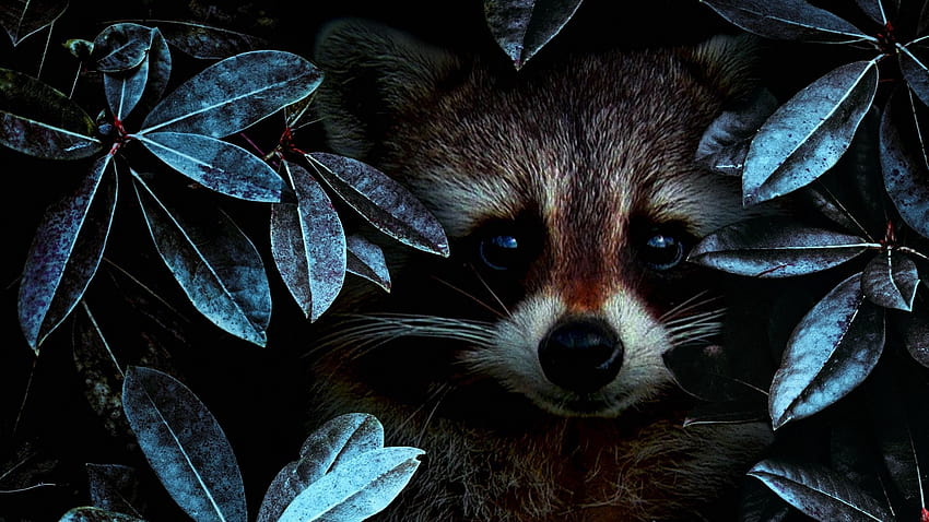 Raccoon Backgrounds, aesthetic raccoon HD wallpaper