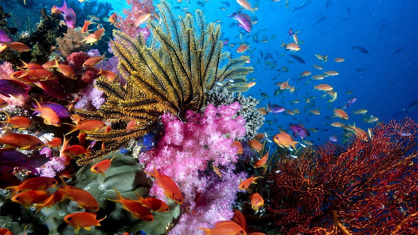 10 novos recifes de corais coloridos COMPLETO Para PC, a grande barreira de corais papel de parede HD