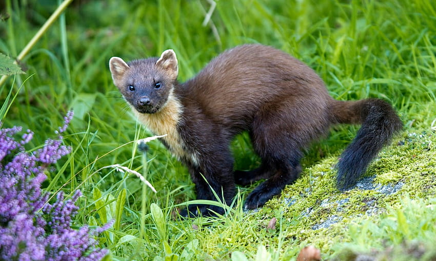 Return of pine martens could save Britain's red squirrels, say scientists, european pine marten HD wallpaper