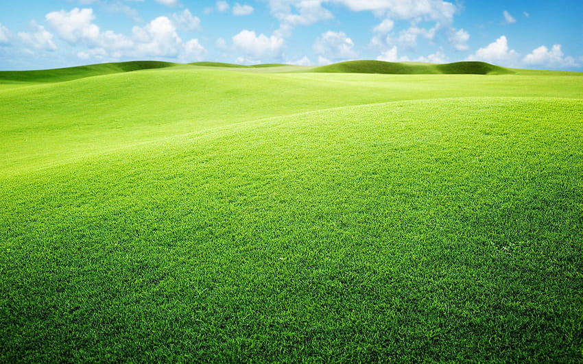 Grünlandhintergründe Gruppe, Grasboden HD-Hintergrundbild