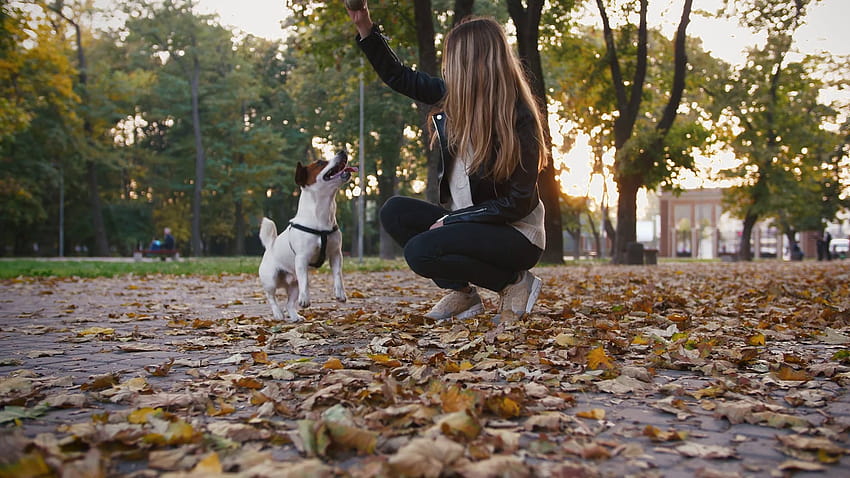 Young woman playing with cute jack russel terrier in autumn park during sunset, slow motion Stock Video Footage HD wallpaper